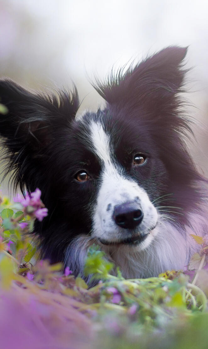 Border Collie