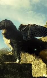 Border Collie Wings
