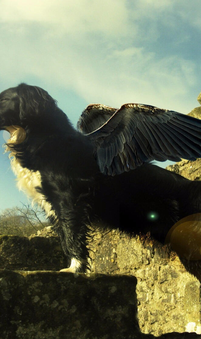Border Collie Wings
