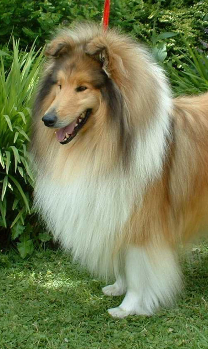 Collie