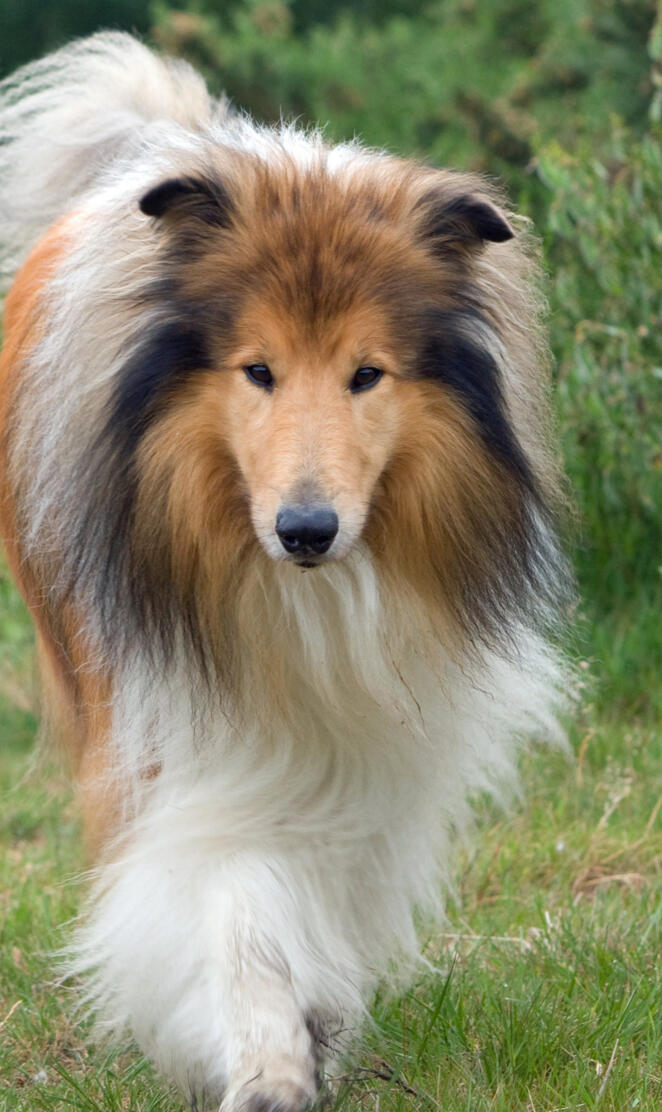 Rough collie