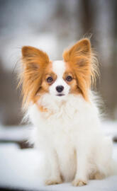 Papillon Dog