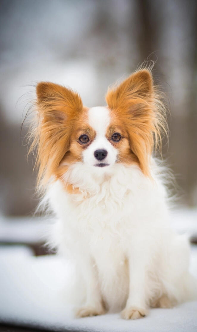 Papillon Dog
