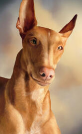 Pharaoh hound
