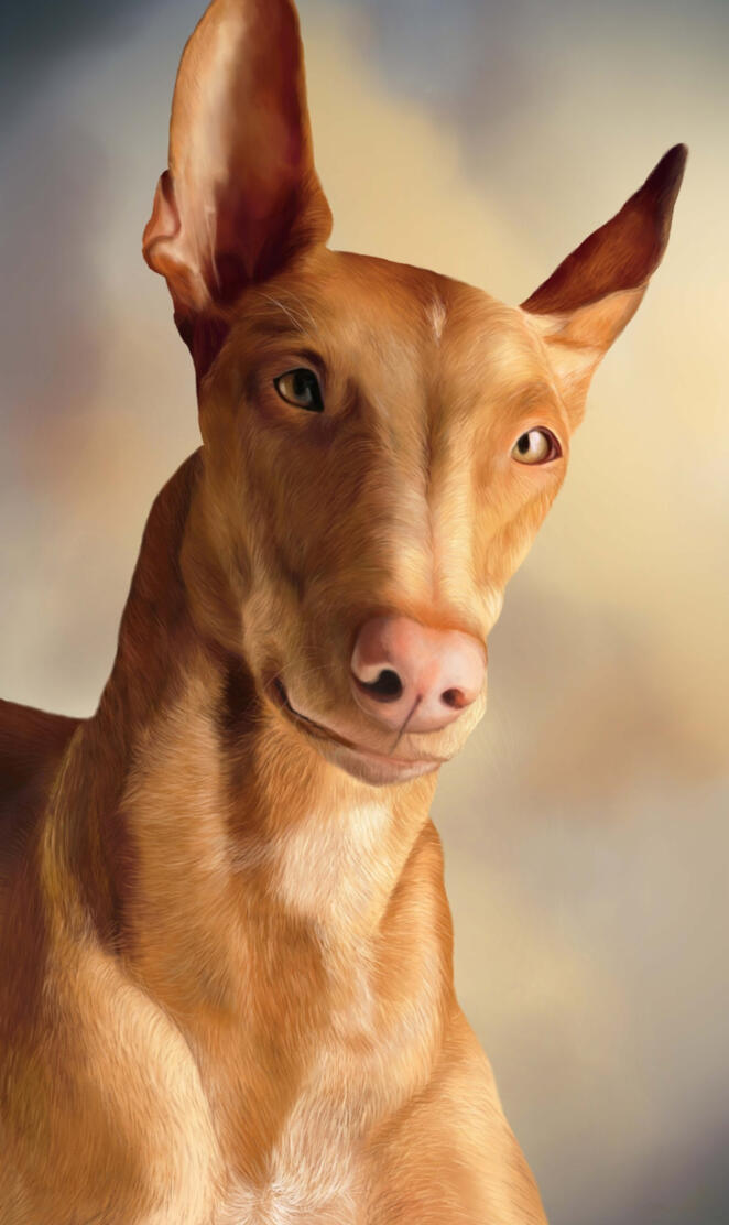 Pharaoh hound