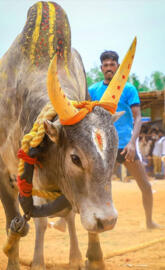 Jalikattu kalai