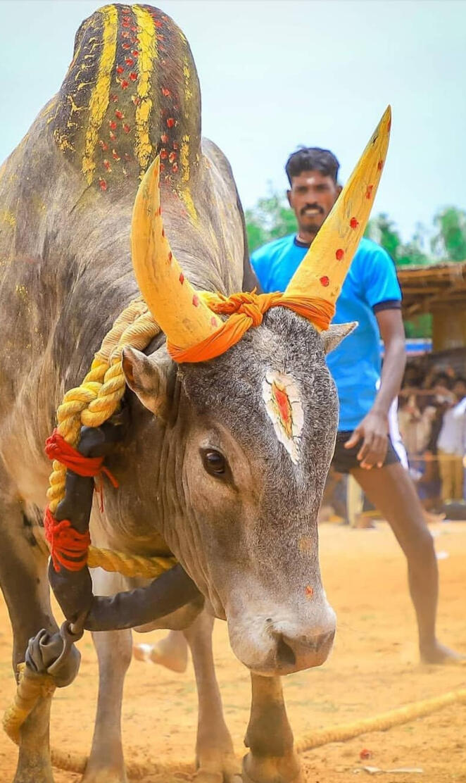 Jalikattu kalai