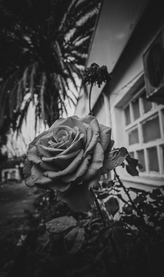 Flower monochrome