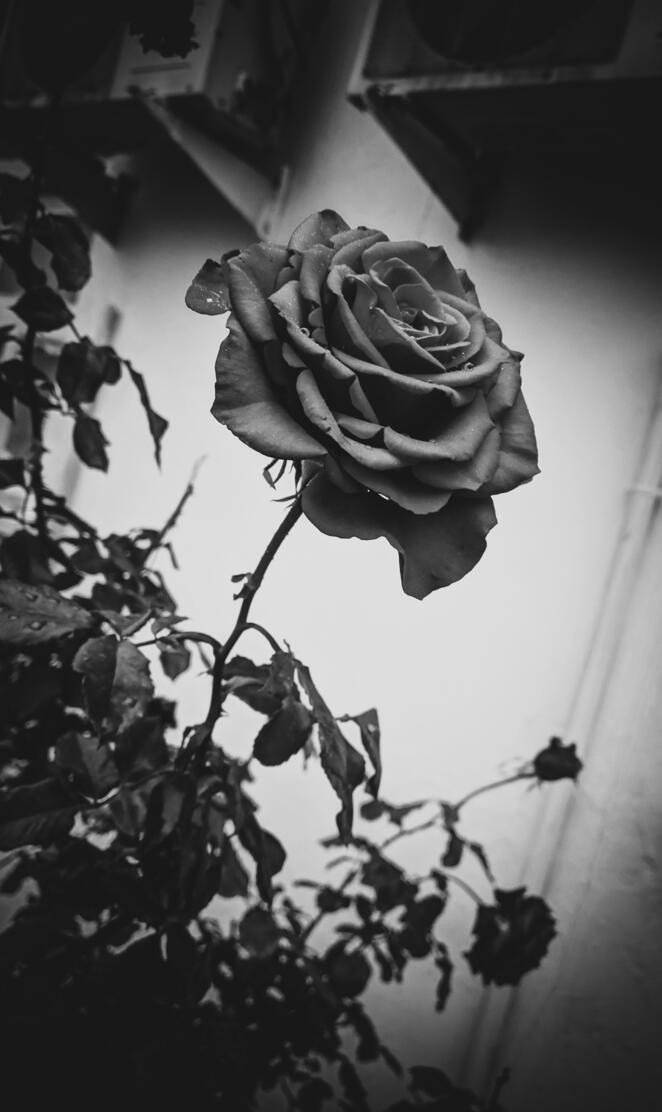 Monochrome flower