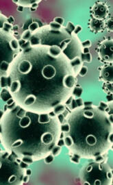 coronavirus