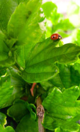 Ladybug