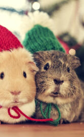 Guinea pigs