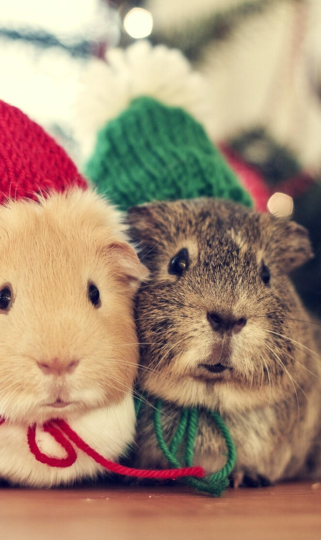 Guinea pigs