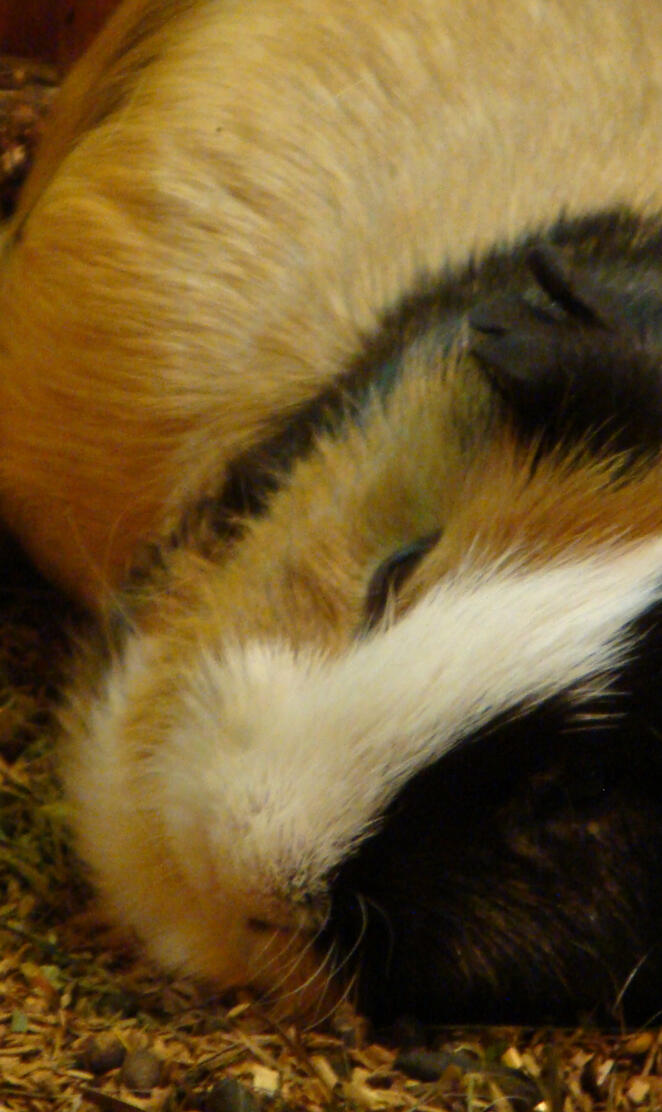 Guinea Pig