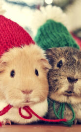 Guinea pigs