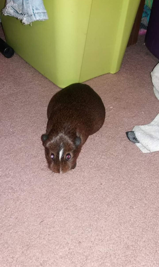 Guinea pig
