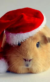 Guinea Santa