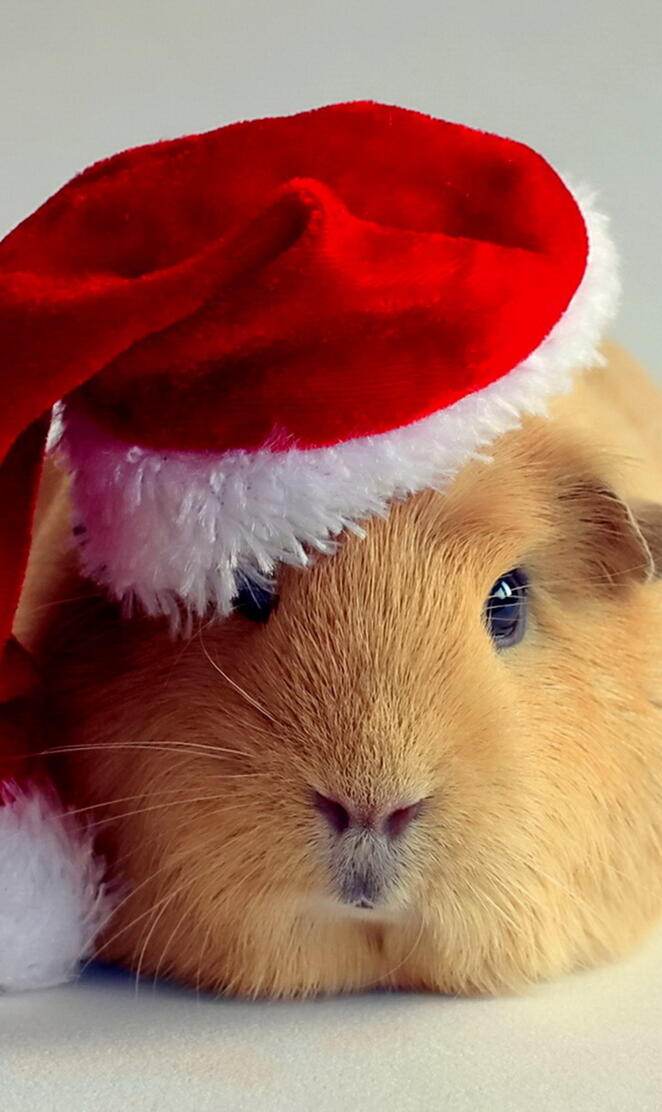 Guinea Santa