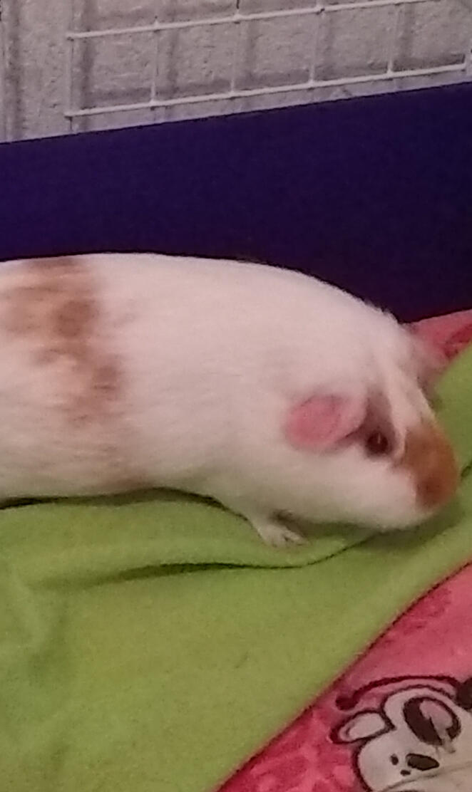 Guinea pig