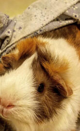 Guinea pig