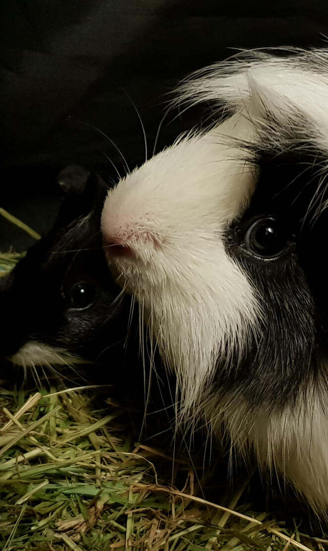 Guinea pig love