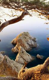 Tree rocks coast