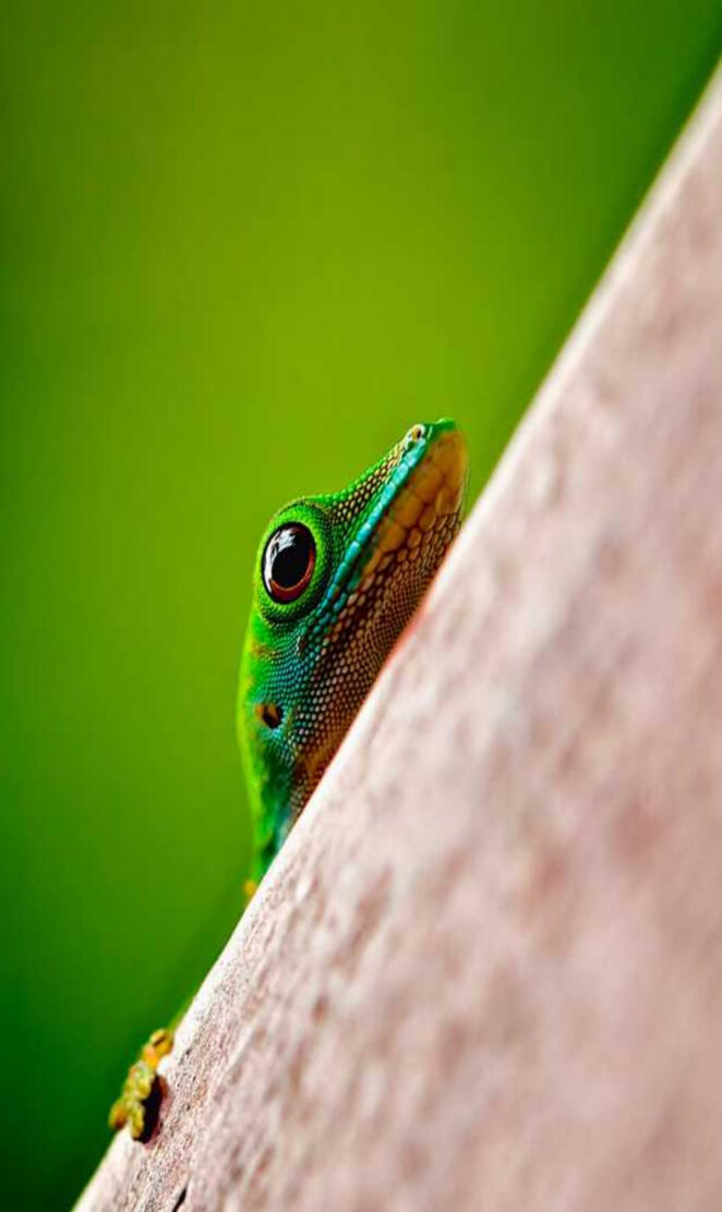 Madagascar day gecko