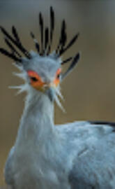 secretary bird