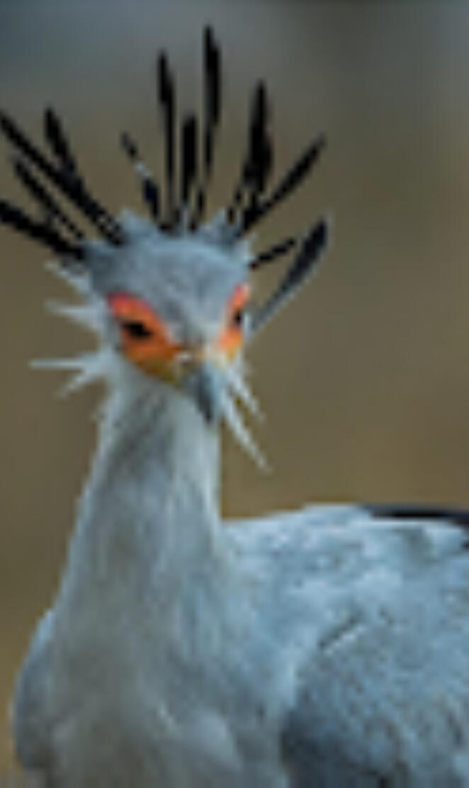 secretary bird