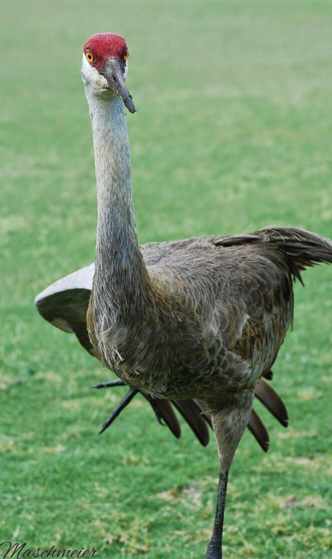 Sandhill crane