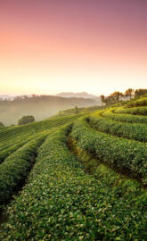 Tea Plantation