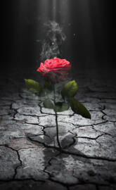 Lonely rose