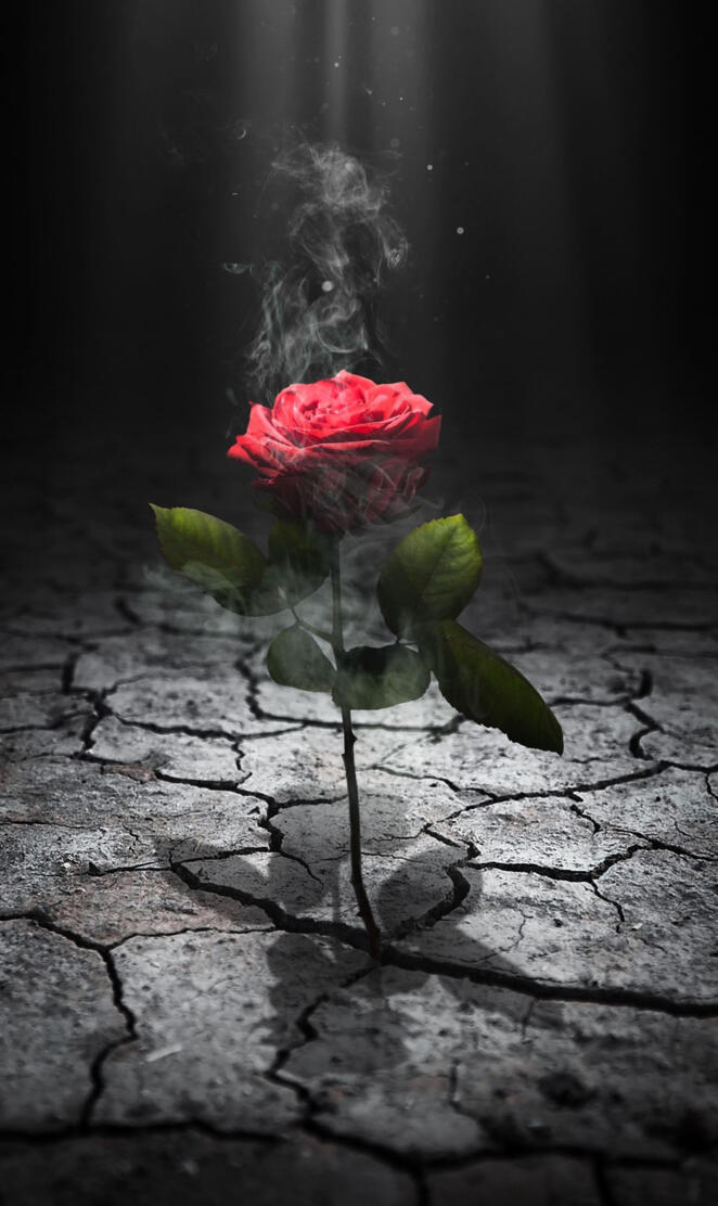 Lonely rose