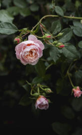 Rose in The Dark place