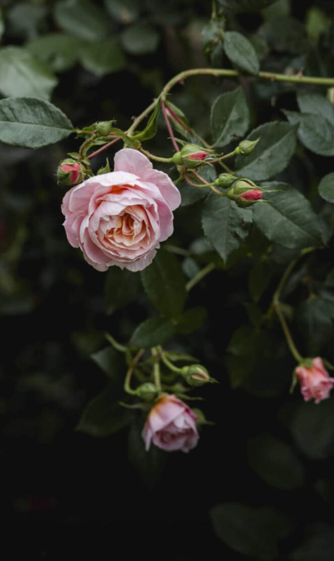 Rose in The Dark place