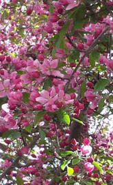Crab Apple Tree