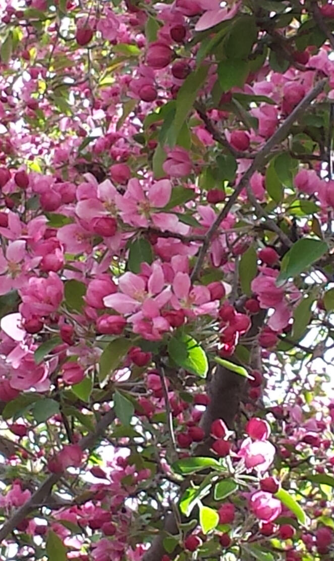 Crab Apple Tree