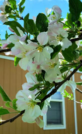 Apple blossoms