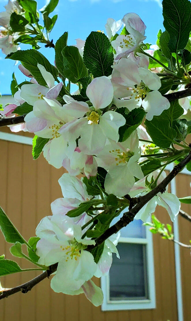 Apple blossoms