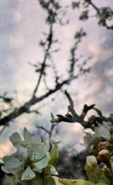 Apple blossoms