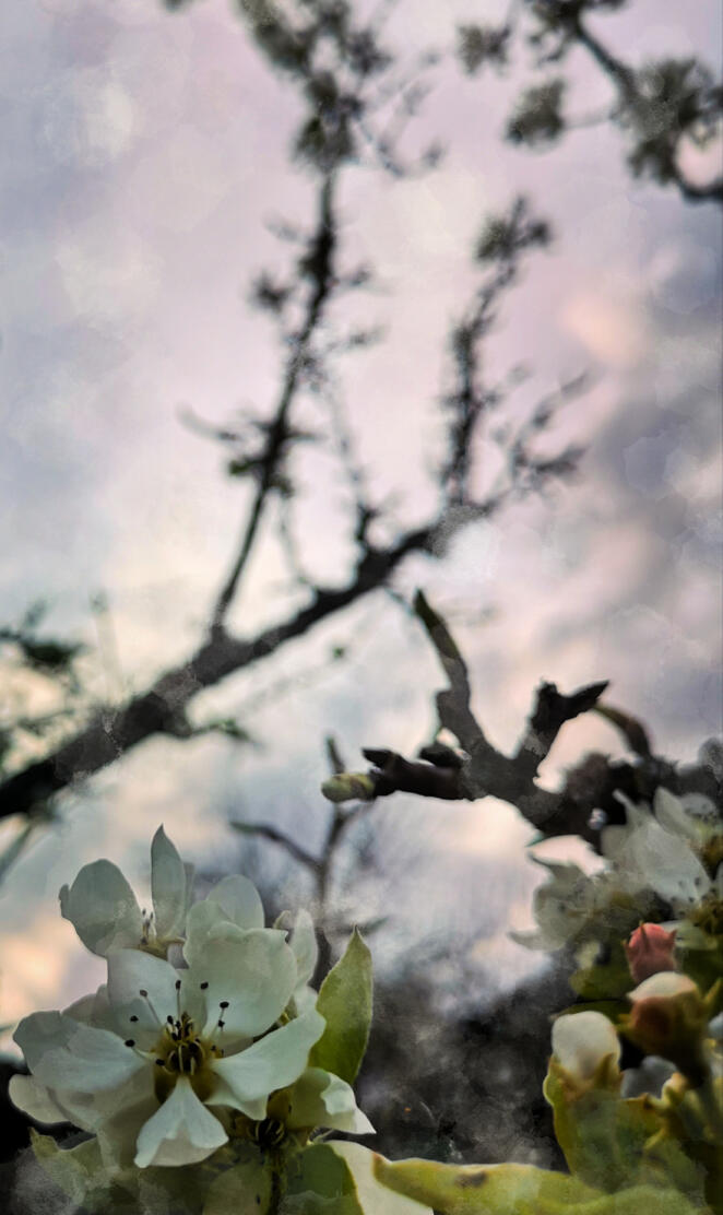 Apple blossoms