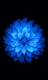 IOS Flower Blue Vivd