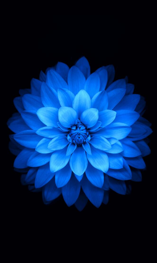 IOS Flower Blue Vivd