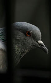 Pigeon