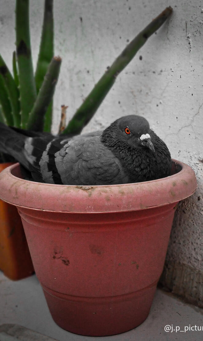 Pigeon wallpaper