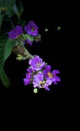 Purple Flowers AMOLED