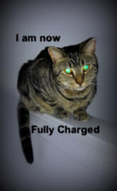 Fully Charged Cat