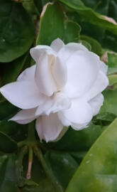 Fresh jasmine flower