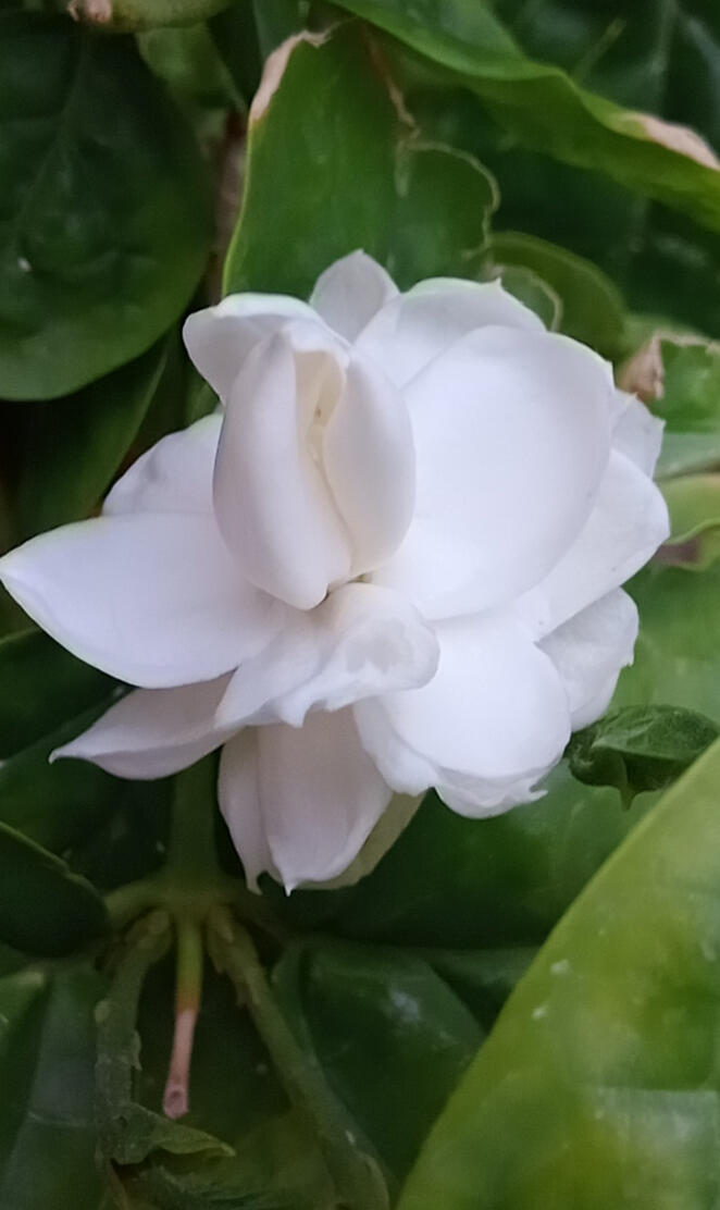 Fresh jasmine flower