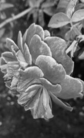 Latest Wallpaper Rose